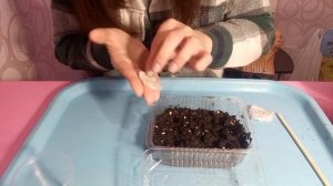 Как посадить ЧИЛИ перец. 25.02.2023