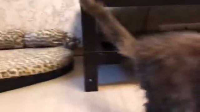 Котята мейн-кун 2