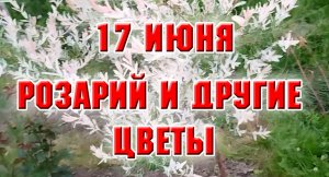 17 июня. Розарий и другие цветы