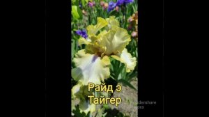 коллекция ирисов от Ворошиловой Анны Борисовны! Сорта от которых кружиться голова