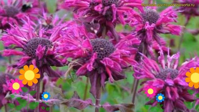 Монарда гибридная Кардинал. Краткий обзор, описание характеристик мonarda hybrida Kardinal смотреть онлайн