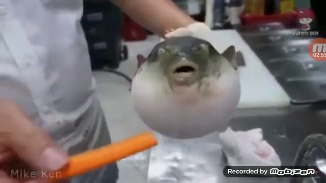 20 comidas estranhas para comer antes de morrer