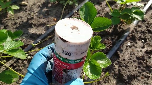 Лайфхак по укоренению усов на клубнике в стаканчики