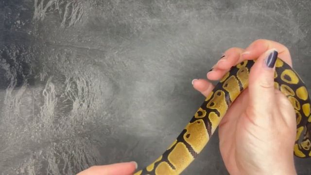 100% het Piebald 66% het VPI Axanthic / Desert Ghost Ball Python - 2023.11-2