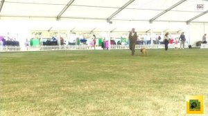 Richmond Championship Dog Show Day 2 Utility & Toy Groups