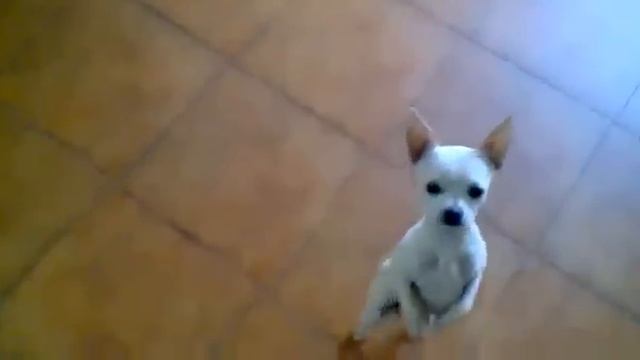Пёсик танцует самбу смотреть онлайн