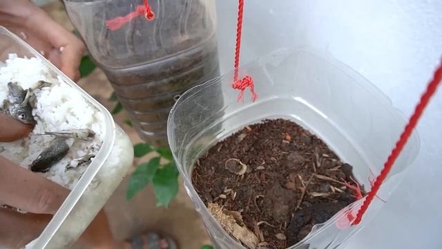 Cоветы по выращиванию болгарского перца в пластиковых бутылках