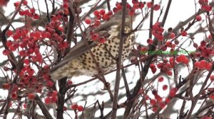 Дрозд -деряба Turdus viscivorus /дрозд - деряба как выглядит ? в природе остался зимовать