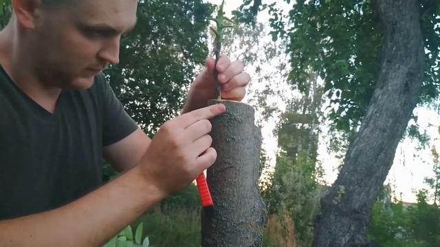 Прививка грецкого ореха летом на маньчжурский, грецкий, прививка взрослого ореха, Walnut Grafting