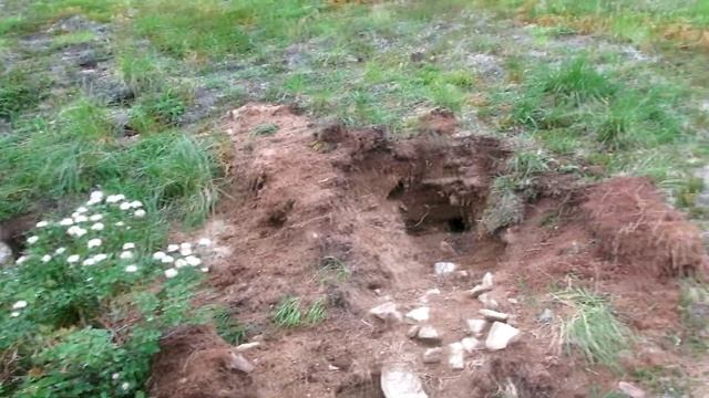 ЕВРАЖКА. Так на Камчатке называют американского или берингийского суслика.