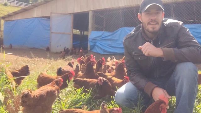 GANHE 50 REAIS TODO DIA criando galinhas dessa forma! 🐓💰 смотреть онлайн
