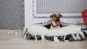 СОБАЧИЙ РУМ ТУР | МОЯ СОБАКА ДЕЛАЕТ ROOM TOUR | Darina Sweet