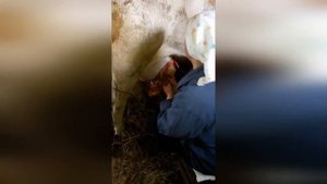 Зимовка коров.Утепляем сарай... дёшево и сердито! Мастер-класс по ручной дойке коров