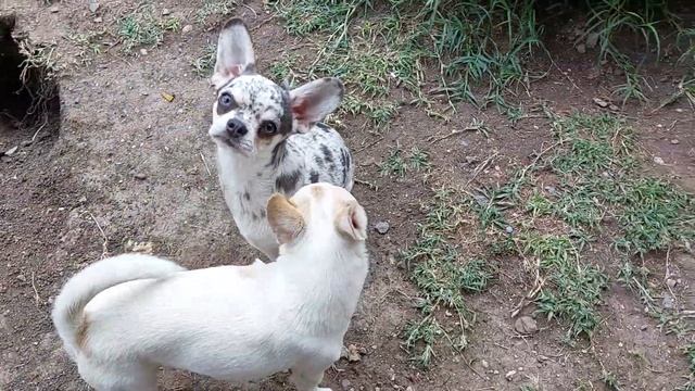 питомник чихуахуа Кастропуло Крым красивые чихуахуа смотреть онлайн