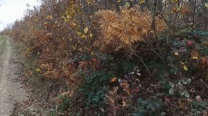 Поляна смерти - станица Шапсугская. Память о воинах оставшихся на полях сражений.