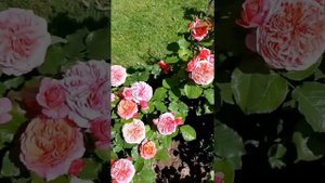 Розы Мери Энн,Аскот,Бордо,Лампион..
