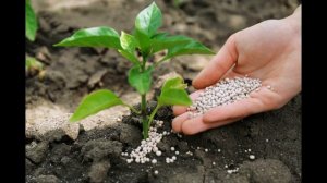 Азотные удобрения