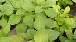 Еще раз о черенковании ампельной петунии с наступлением жары.