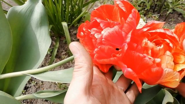 ЦВЕТЕНИЕ ТЮЛЬПАНОВ И НАРЦИССОВ. ПАРАД ЛУКОВИЧНЫХ В САДУ.