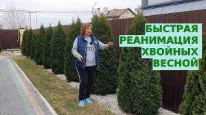 Реанимация хвойников весной 2024. Успейте все это сделать