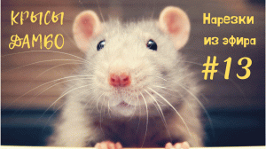 НАРЕЗКИ ИЗ ЭФИРА | КРЫСЫ #13
