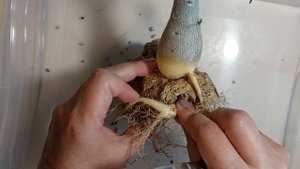 Адениум с волшебным камешком в корнях. Как формировать корни адениума. Раскопки