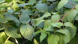 Творожное озеро - Утренний вальс