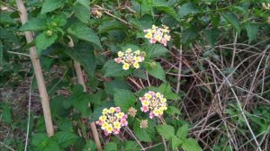 Lantana camara Beautiful Flowers