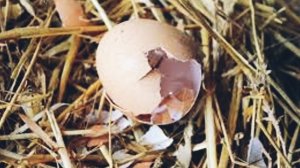 КУРИ КЛЮЮТ ЯЙЦА, ПОЧЕМУ ТАК ПРОИСХОДИТ И ЧТО ДЕЛАТЬ, КАК ОСТАНОВИТЬ РАСКЛЕВ и отучить курицу клеват