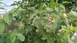 Малина Желтый гигант