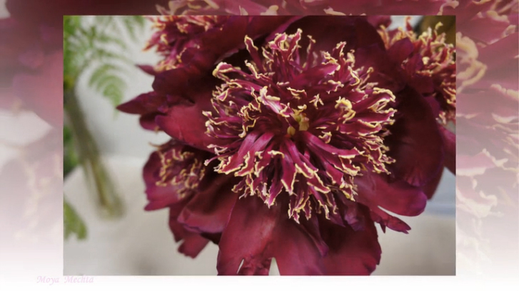 ✫✿♥ ПИОНОВЫЙ РАЙ✫✿♥ смотреть онлайн