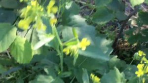 ФУНДУК в БЕЛАРУСИ . САЖЕНЦЫ КРЫМСКИЙ ТРАПЕЗУНД и другие, уход и развитие.ИНФОРМАЦИЯ для НОВИЧКОВ