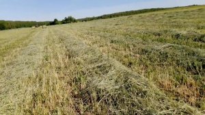 Рожь на сенаж