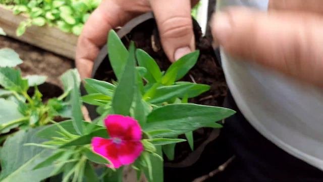 Самоизоляция в теплице зацвели растения.