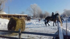 Оригинальный способ перевозки тюков конём (The original method of transportation of bale horses)