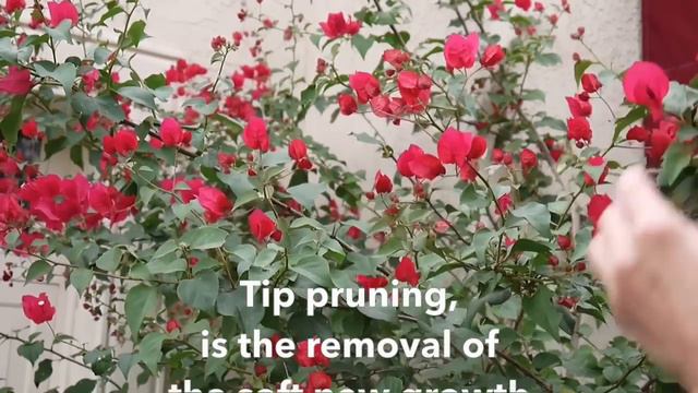 Another Pruning Adventure: Getting My Bougainvillea To Bloom / Joy Us Garden смотреть онлайн