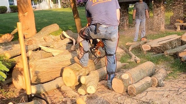 Free Red Oak Tree Service Wood MS290 Farm Boss смотреть онлайн