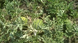 Арбузы созревают.