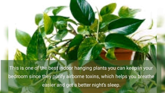 15 BEST INDOOR HANGING PLANTS FOR YOUR HOME