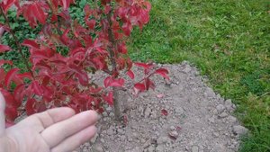 какие работы провести  в саду в октябре?