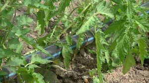 Полив томатов не хуже капельного 1ч.