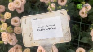 Обзор сортов ЭУСТОМЫ.