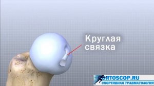 АНАТОМИЯ ТАЗОБЕДРЕННОГО СУСТАВА  ВСЁ ЧТО НУЖНО ЗНАТЬ