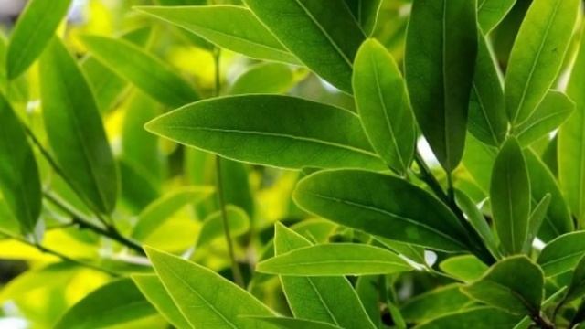 Как повышали рождаемость в гареме? смотреть онлайн