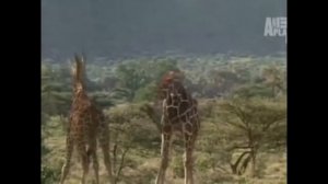 Животные Брачный период