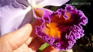 Цветение каттлеи . Lc Dinard 'Blue Heaven '