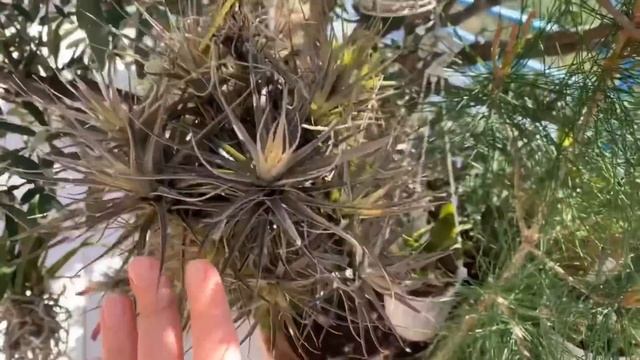 Tillandsia уход. Тиллансии в доме. Как приручить тилландсию.