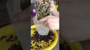 Адель и 169 орхидея