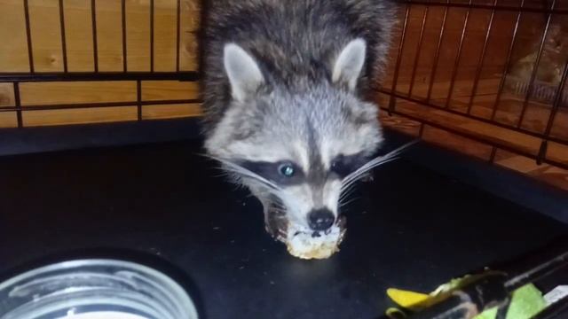 Енот кушает суши ? смотреть онлайн