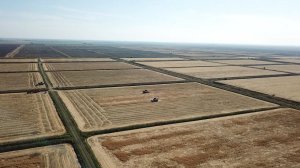 Выращивание и уборка РИСа в России!